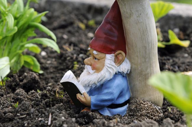 A Garden Gnome Reading A Book